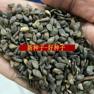 苹果种子果树苗苹果树种子嫁接红富士曙光苹果海棠山丁子甜茶籽