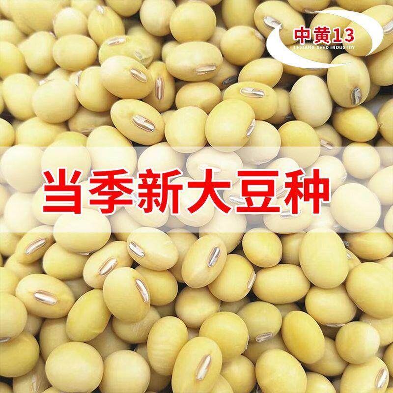 原种中黄13新品种抗涝抗病特级大粒大豆高产量抗倒矮杆留种农科院