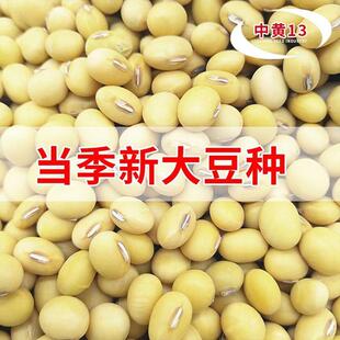 原种中黄13新品种抗涝抗病特级大粒大豆高产量抗倒矮杆留种农科院