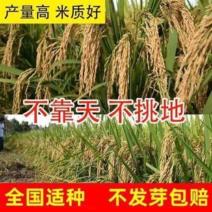 可留种水稻种子旱稻旱地10号种籽常规圆粒糯米稻谷珍珠米种子