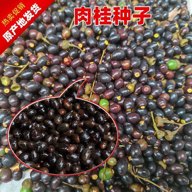 肉桂种子桂皮中药材树苗种子树广东广西桂皮树苗桂核包邮