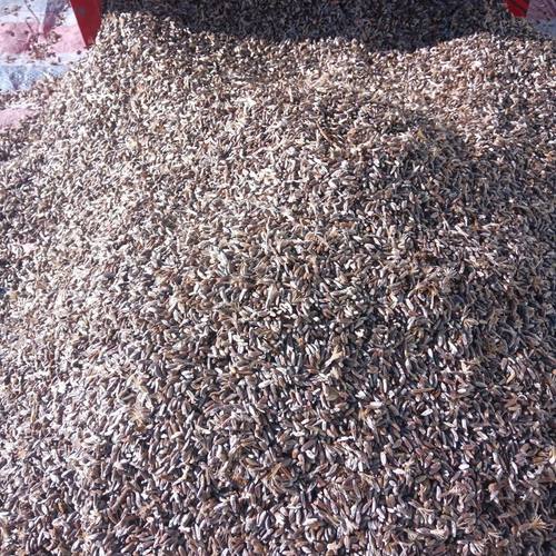 承德朱砂点北苍术新种籽500克自产发芽率高免费提供种植技术