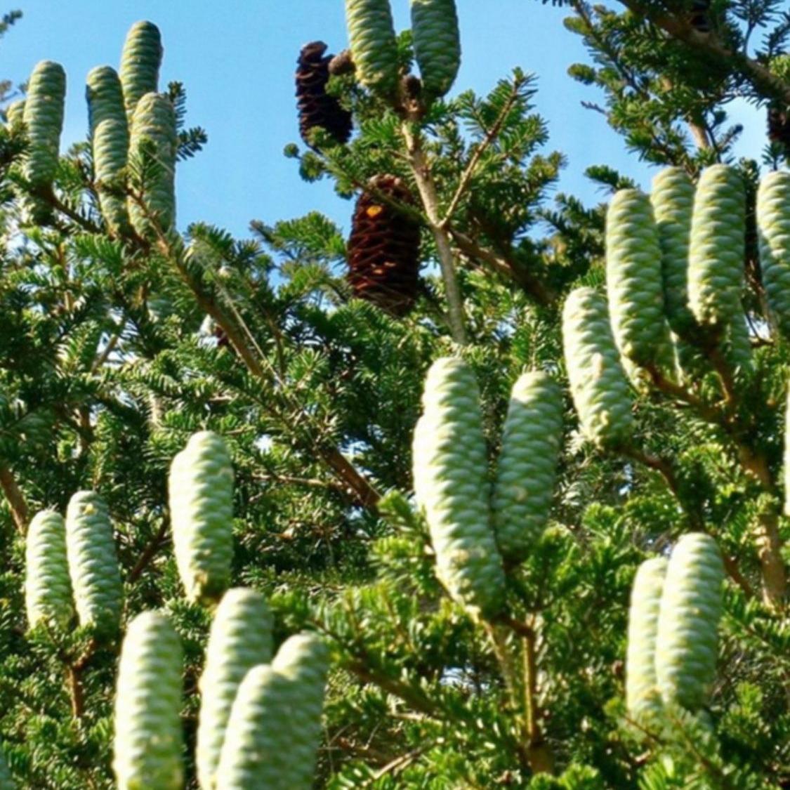 油杉种子林木种籽四季多年生景观绿化工程观叶种孑