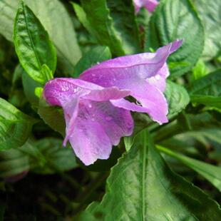 南板蓝根种子 马蓝大青叶 茎叶可制蓝靛蓝色植物染料材