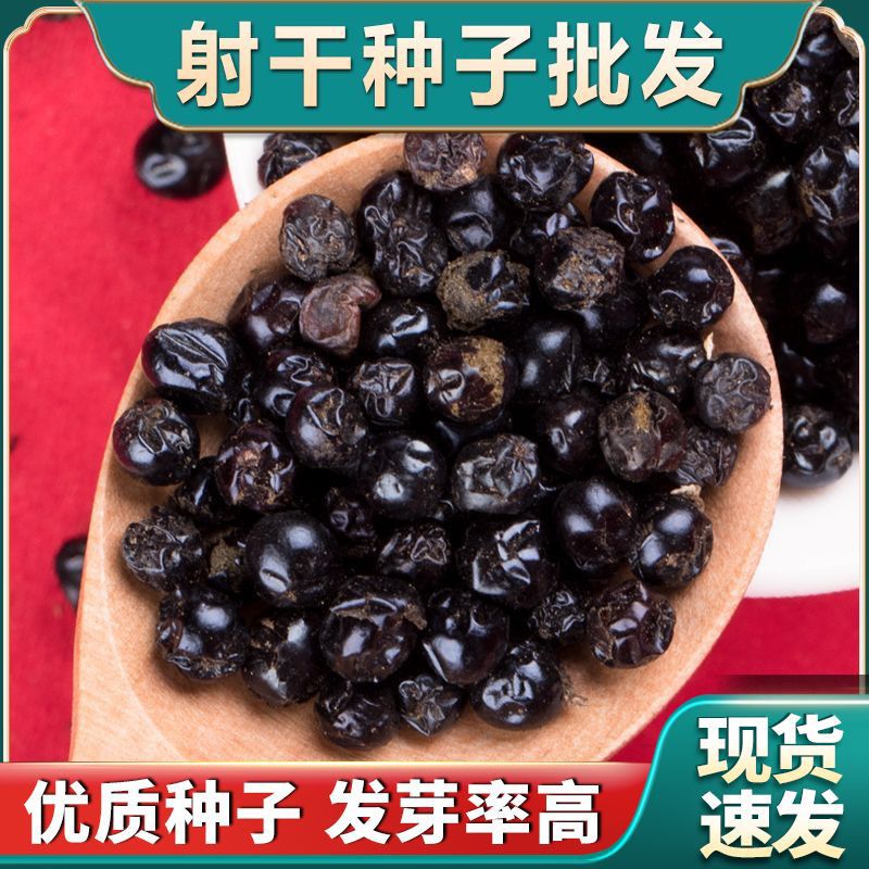 2024年新采收射干种子中药材射干种子发芽率999