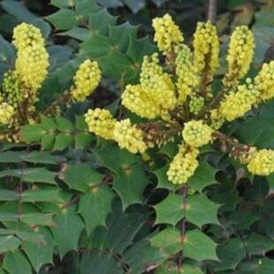 新种子十大功劳种子刺黄连土黄连黄疸树盆景药用绿篱种子包邮