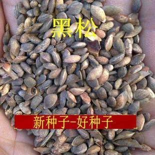 新采耐寒黑松种子松树种子盆栽黑松苗黑松盆景东北黑松籽