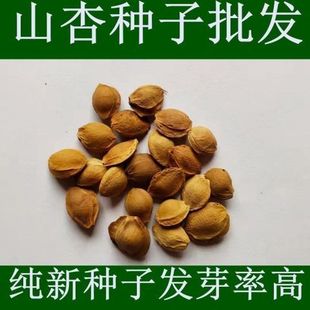 野生山杏种子苦杏仁 药用仁用杏种子 杏树种子 杏树子林木种子