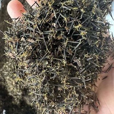 鬼针草种子四季种植用种