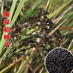 黑米谷种水稻高产可旱种黑稻种子黑米稻种种子可留种黑糯米
