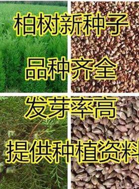 柏树种子 塔柏 墓地松柏种子 桧柏 洒金柏 侧柏 松树圆柏种籽