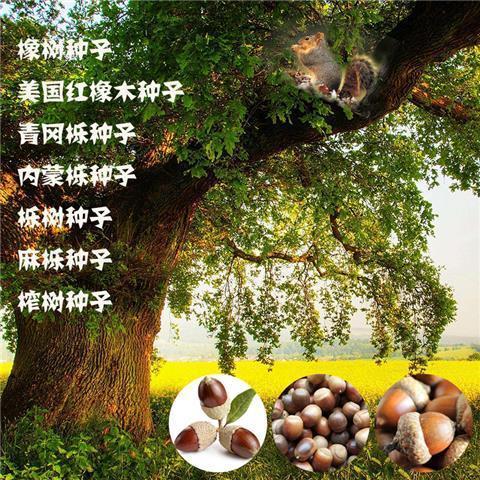 橡树种子青冈栎种麻栎种象树种橡籽美国红橡红栎树柞树娜塔栎种籽