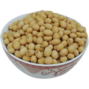 瑞豆一号黑脐黄豆种子高产非转基因大豆种籽春夏季大田种农家籽种