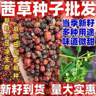 茜草种子东北风车草中草药野生新奇爬藤植物阳台盆栽四季简单易活