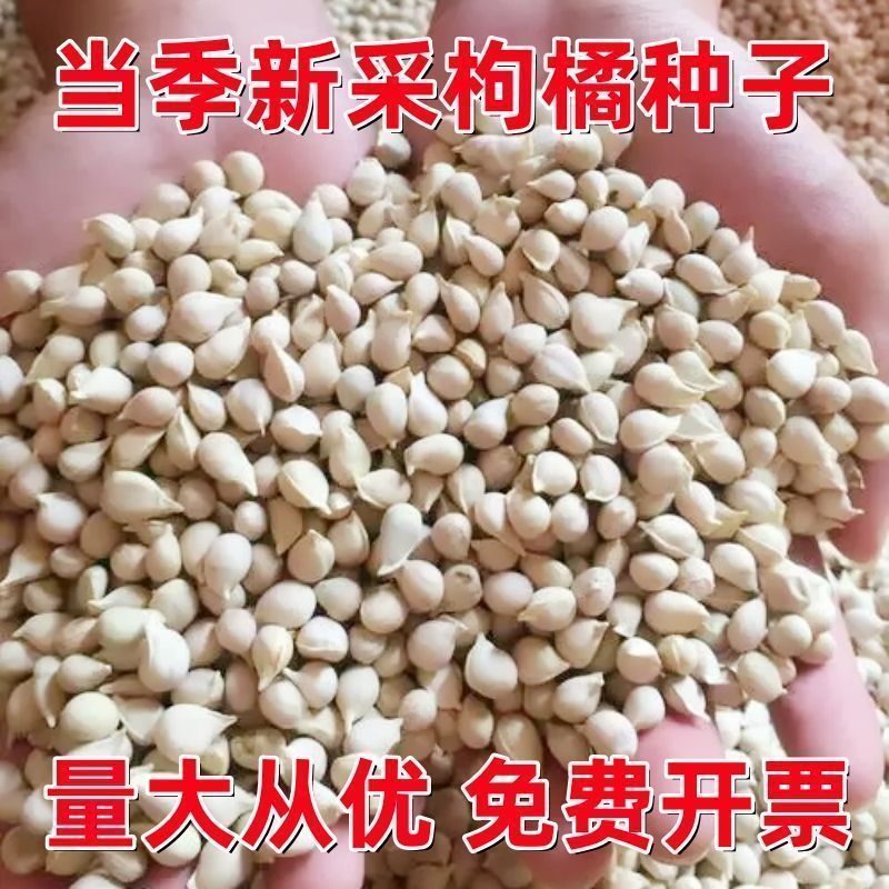 新采枸橘种子枳壳种子香橙红橘种子柑橘马甲子嫁接砧木带刺篱笆墙