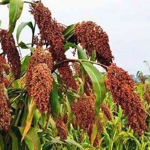 长杆高粱种子 抗旱耐瘠薄杂粮种子 绿化 做工艺品/盖帘/扫帚