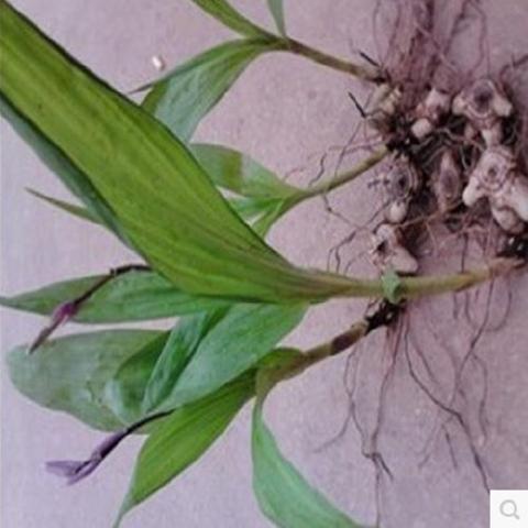 白芨种子 紫花三叉大白芨种子不是水白及种籽药材