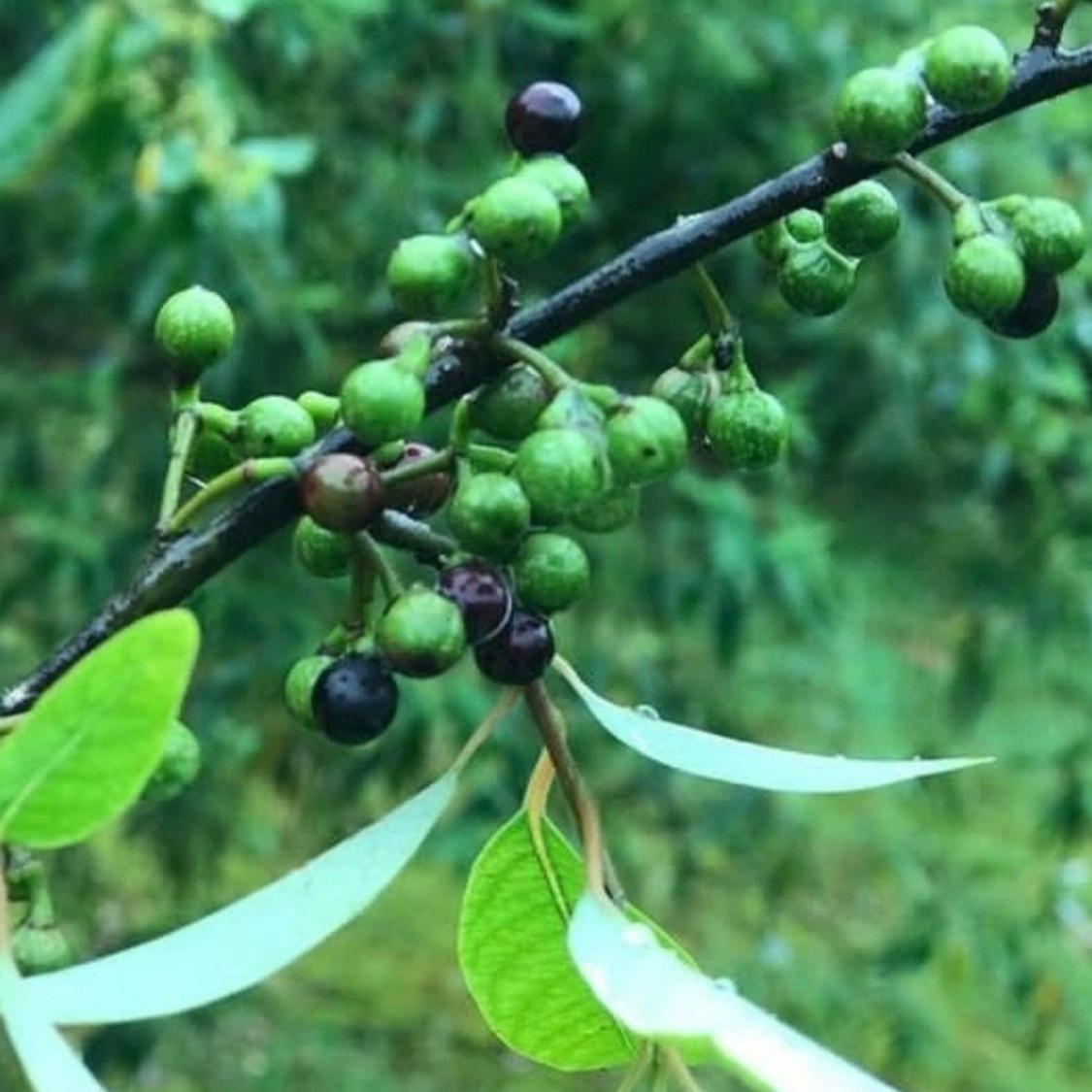 木姜子树苗用种子山胡椒贵州野生苗种四季种籽籽
