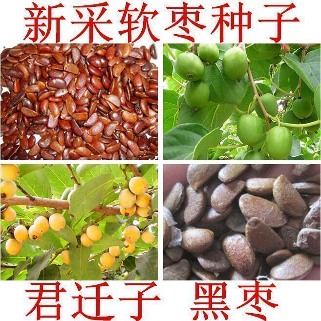 柿树种子君迁子种子黑柿子软枣种籽嫁接柿子树核桃树砧木子野柿子