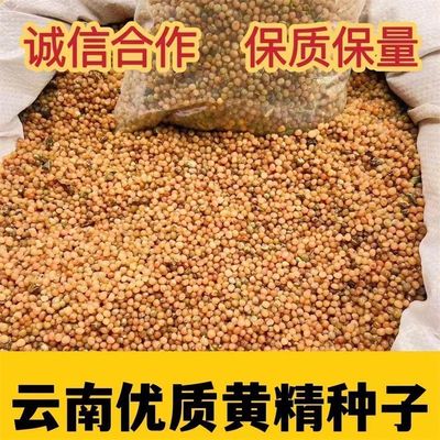 云南滇黄精种子 高杆黄精种子 多花黄精 鸡头黄精种子 去皮净籽