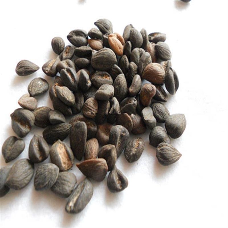 新采药材种子 新采厚朴种子 精选优质厚朴树种子 可用作园林绿化