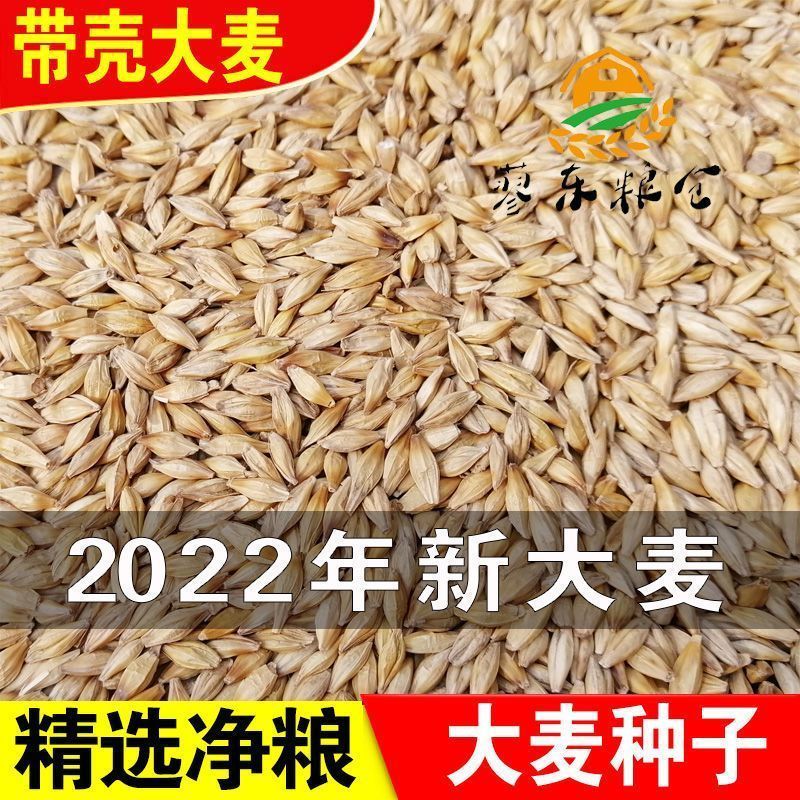 新大麦带壳大麦粒做麦芽糖大麦茶原料大麦种子发芽苗榨汁可酿酒