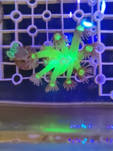 荧光绿宝石花双色圆帽珊瑚