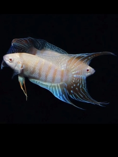 中国斗鱼 鸿运白兔小型 淡水 白化 观赏鱼 冷水鱼 好养无需打氧