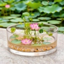 大口圆缸碗莲容器缸荷花盆铜钱草水培一叶莲花盆睡莲缸