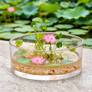 大口圆缸碗莲容器缸荷花盆铜钱草水培一叶莲花盆睡莲缸