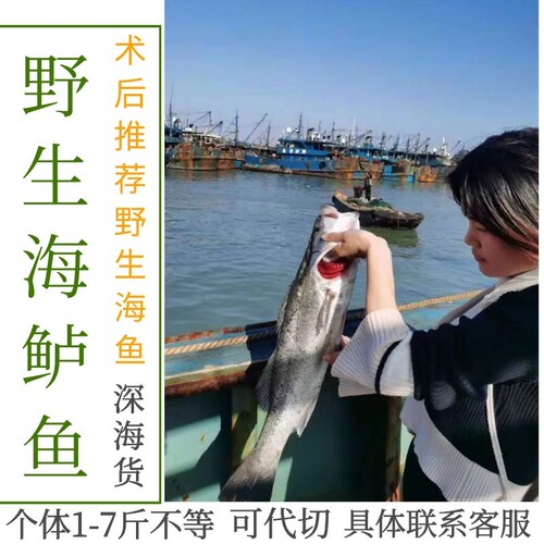 东山岛野生鲜活海鲈鱼七星鲈鲈鱼野生海鲈鱼