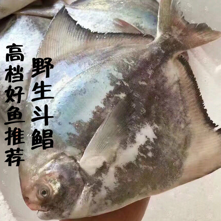 东山岛天然野生斗鲳鱼无刺海鱼 新鲜生鲜海鲜小鲳鱼平鱼 肉质细嫩