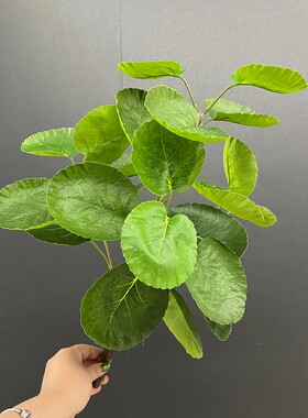 网红叶植物景观绿植高品质