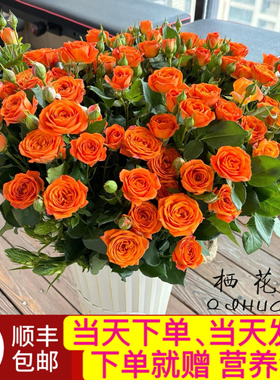当日顺丰发货 40-50朵花10支多头泡泡玫瑰橙色芭比鲜切花顺丰包邮