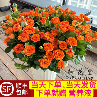 当日发货 40-50朵花10支多头玫瑰橙色芭比鲜花顺丰包邮送货上门