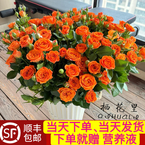 当日发货 40-50朵花10支多头玫瑰橙色芭比鲜花顺丰包邮送货上门