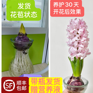 当日发货 粉色风信子带芽带瓶发货开花室内水养植物鲜花顺丰包邮