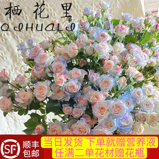 当日发货 碎冰蓝折射40-50朵花10支多头玫瑰鲜花顺丰包邮送货上门