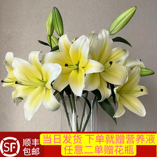 当日顺丰花苞 黄色香水百合8-9朵鲜切花顺丰包邮次日达送花上门
