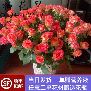 当日顺丰包邮发货 爱丽丝10支多头玫瑰鲜切花一单赠送营养液