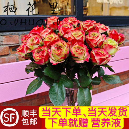 当日顺丰发货 10支苹果杰克单头玫瑰鲜切花顺丰包邮送花上门
