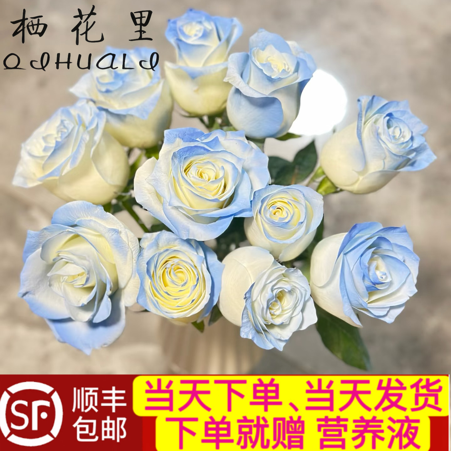 当日顺丰发货 碎冰蓝单头玫瑰顺丰包邮家居鲜花送货上门图片