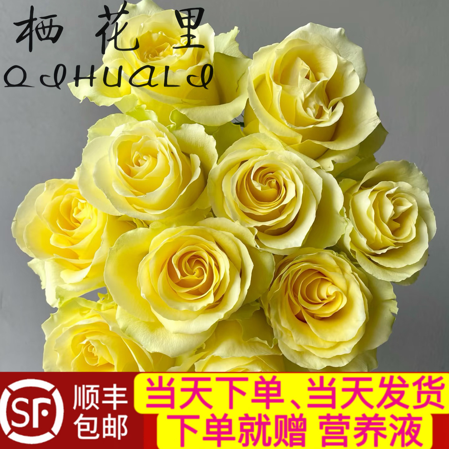 当日顺丰发货 浪漫沙滩黄色系单头玫瑰顺丰包邮家居鲜花送货上门