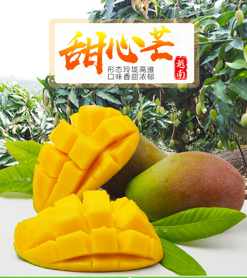 廣西甜心芒小青芒金煌芒水仙芒非海南臺農芒貴妃芒玉芒10斤包郵