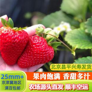 红颜草莓北京昌平兴寿农场自产头茬甜草莓大果首批大棚绿色种植