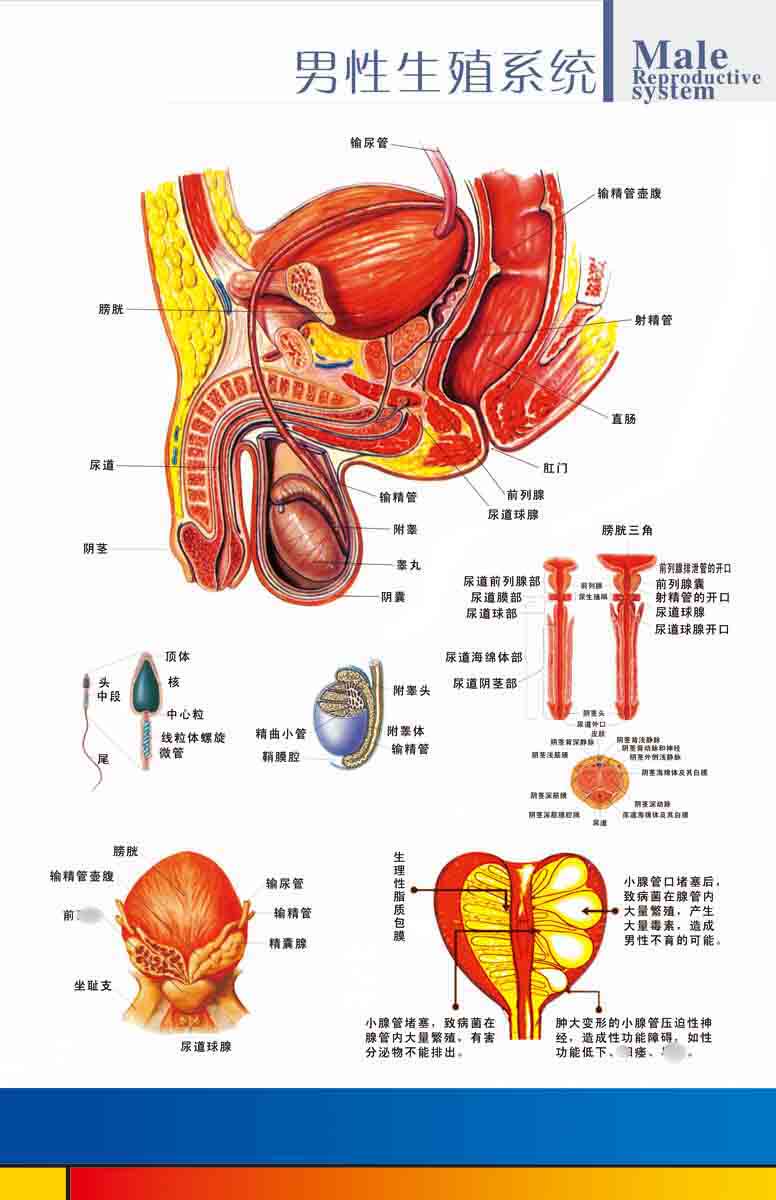 305素材人体器官海报展板90男性生殖系统图 ps