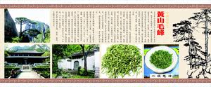 639海报展板喷绘素材贴纸图片244名茶之黄山毛峰简介迎客松黄山