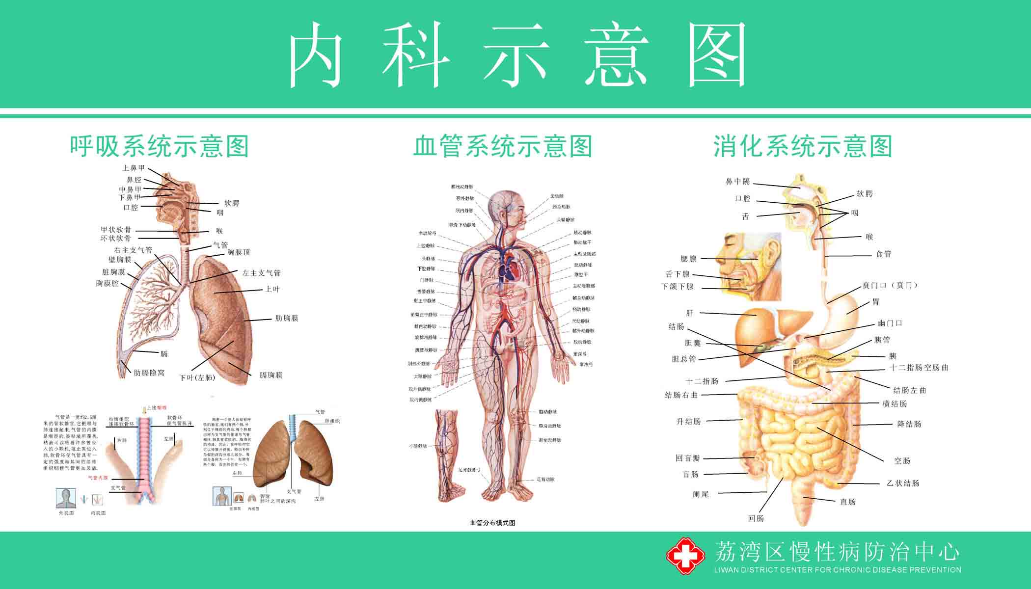 305素材人体器官海报展板99内科示意图   cdr