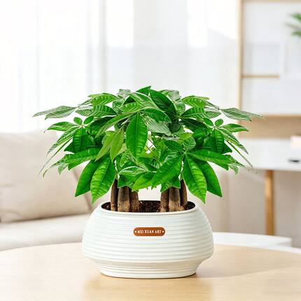 双层鸟巢盆 懒人自吸水花盆 兰花绿萝 树脂水培土培塑料桌面花盆