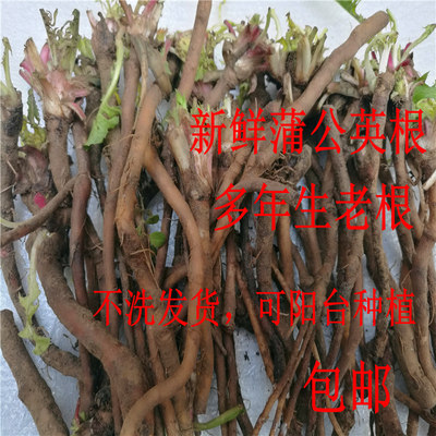 新鲜野生婆婆丁根2件包邮